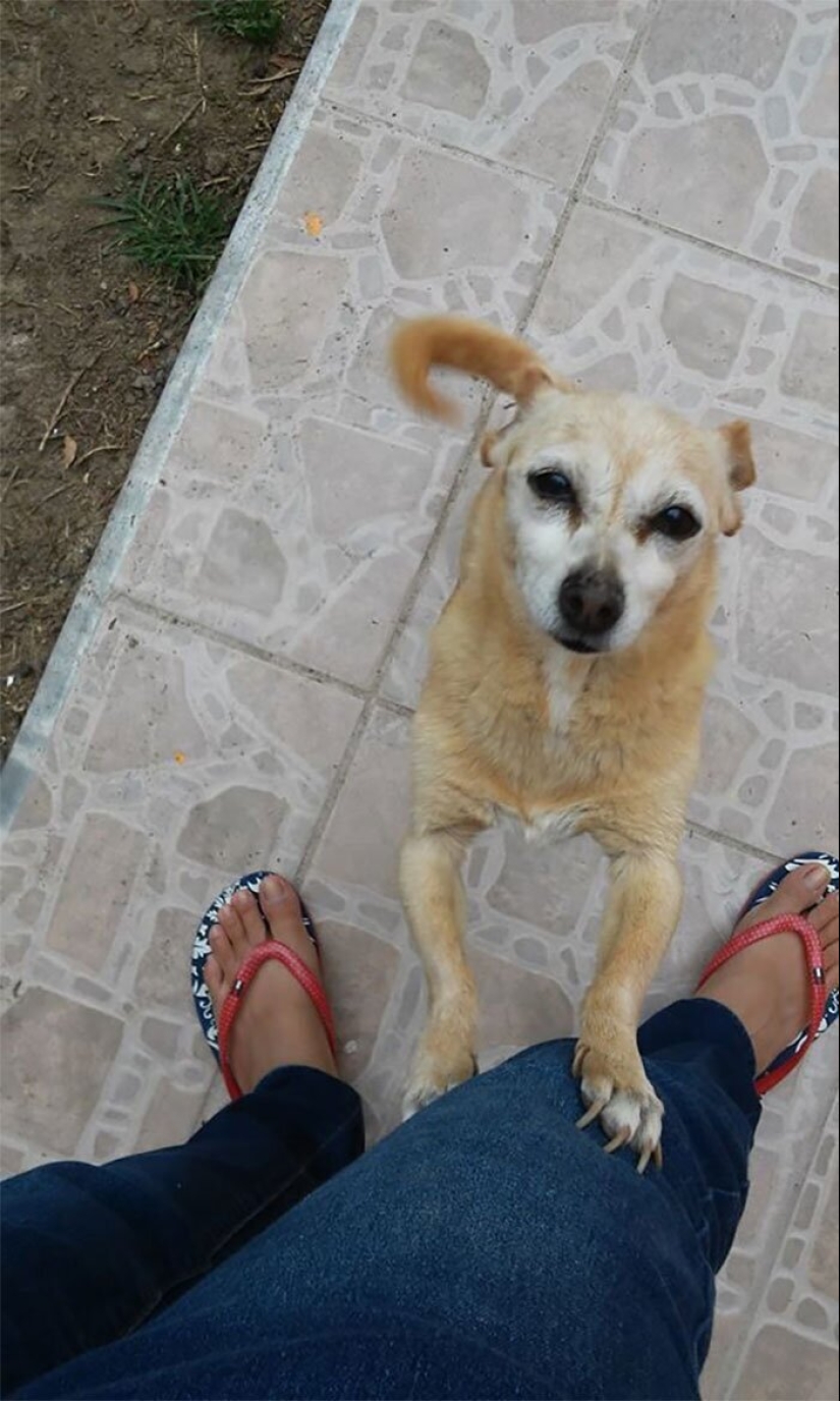 30 perros de raza pura que realmente sorprendieron a sus dueños cuando crecieron