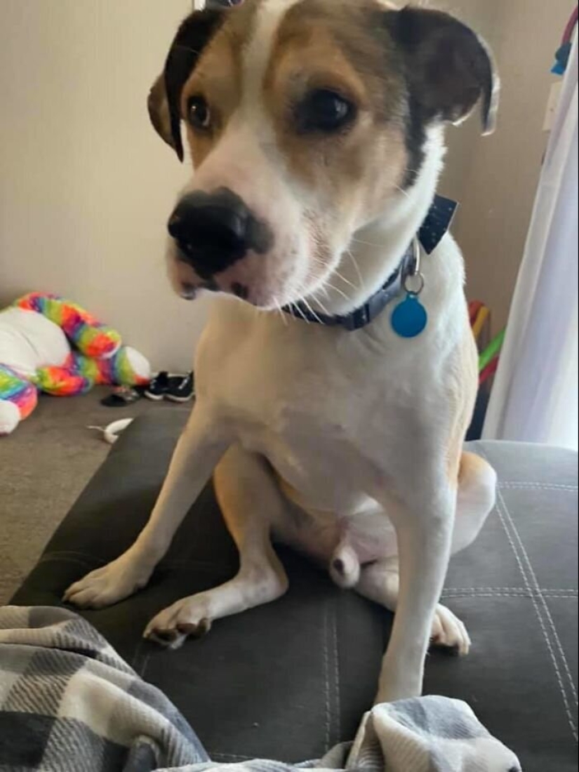 30 perros de raza pura que realmente sorprendieron a sus dueños cuando crecieron
