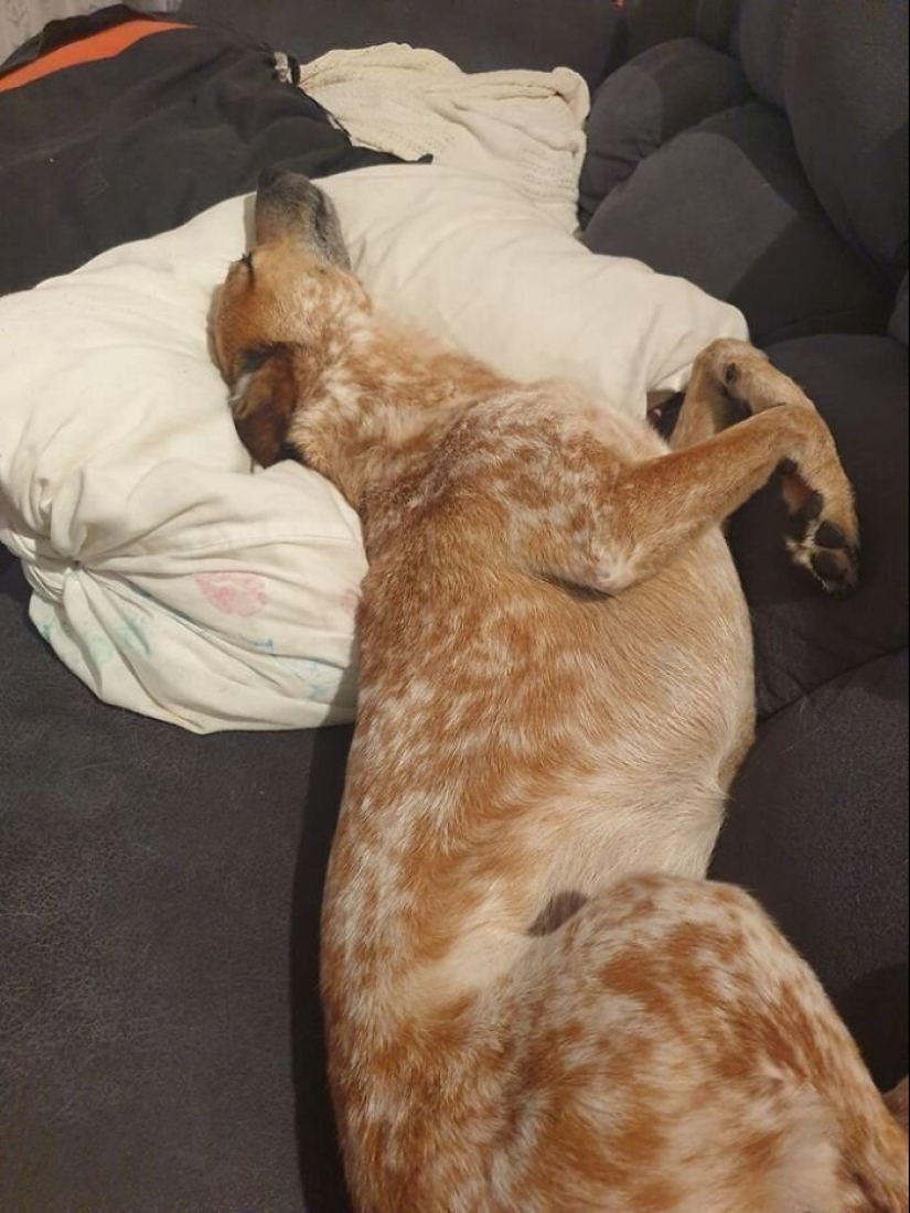 30 perros de raza pura que realmente sorprendieron a sus dueños cuando crecieron