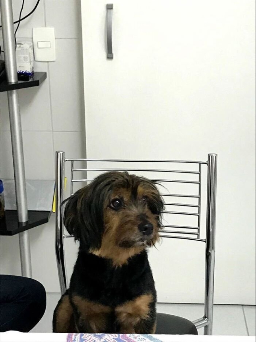 30 perros de raza pura que realmente sorprendieron a sus dueños cuando crecieron