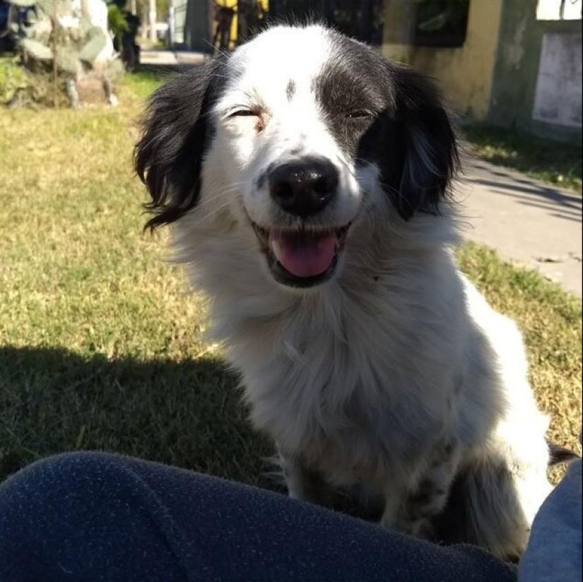 30 perros de raza pura que realmente sorprendieron a sus dueños cuando crecieron