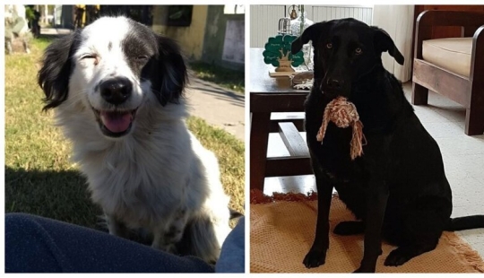 30 perros de raza pura que realmente sorprendieron a sus dueños cuando crecieron