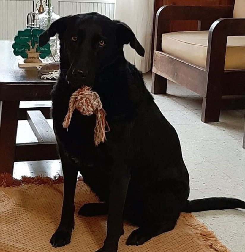 30 perros de raza pura que realmente sorprendieron a sus dueños cuando crecieron