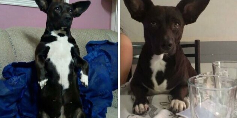 30 perros de raza pura que realmente sorprendieron a sus dueños cuando crecieron