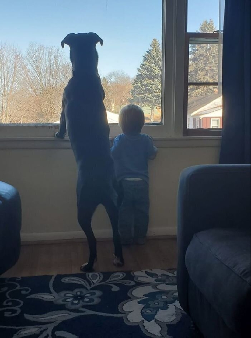 30 perros de raza pura que realmente sorprendieron a sus dueños cuando crecieron