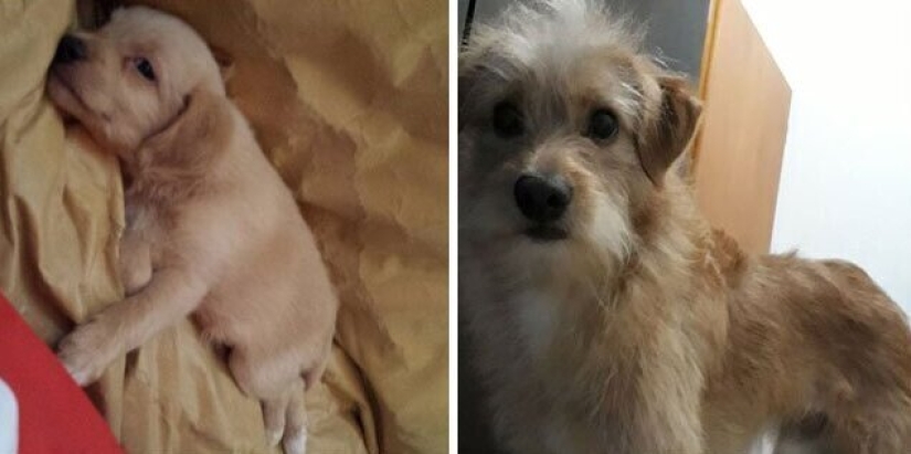 30 perros de raza pura que realmente sorprendieron a sus dueños cuando crecieron