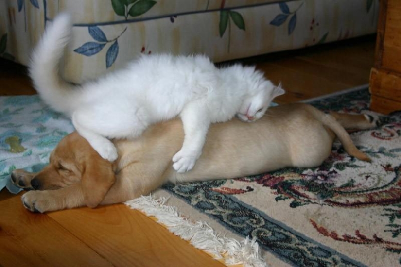 30 perros en las poses más inimaginables en un sueño