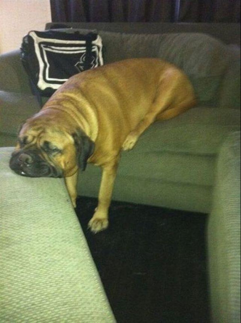 30 perros en las poses más inimaginables en un sueño