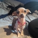 30 perros que parecen otra cosa 30 perros que parecen otra cosa