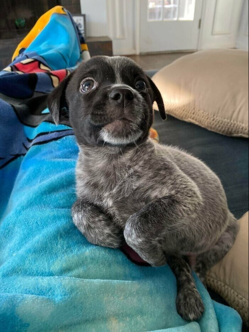 30 Pets that have recently found a new home and loving owners