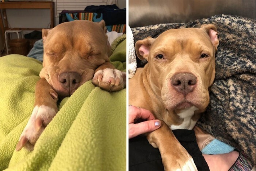 30 Pets that have recently found a new home and loving owners