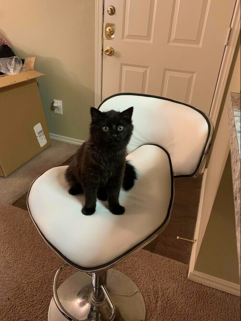 30 Pets that have recently found a new home and loving owners
