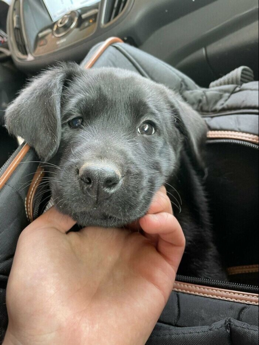 30 Pets that have recently found a new home and loving owners