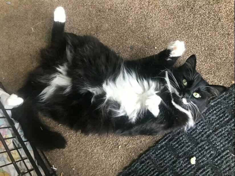 30 Pets that have recently found a new home and loving owners