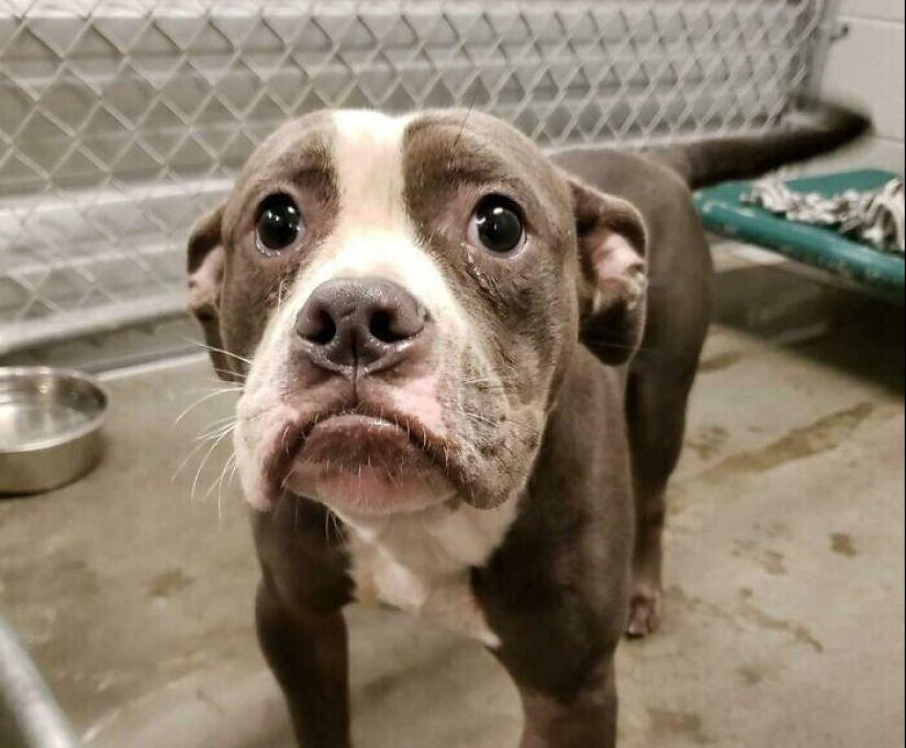 30 Pets that have recently found a new home and loving owners