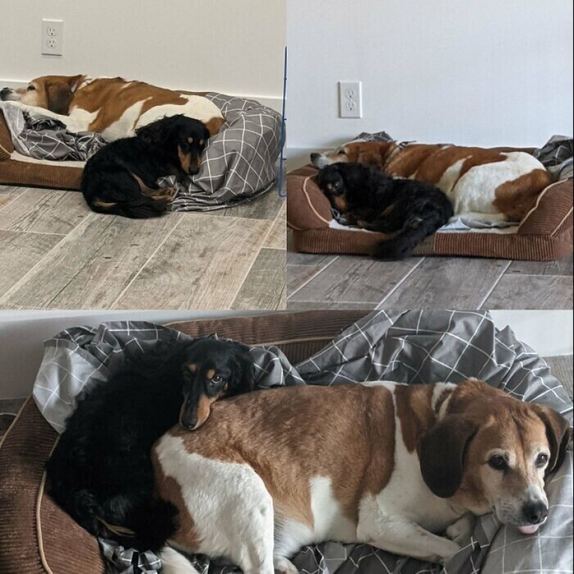 30 Pets that have recently found a new home and loving owners