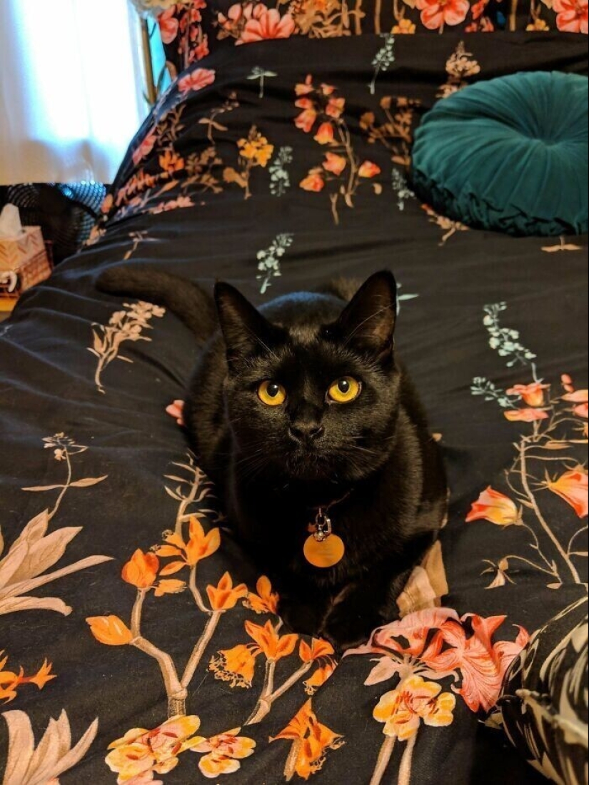 30 Pets that have recently found a new home and loving owners
