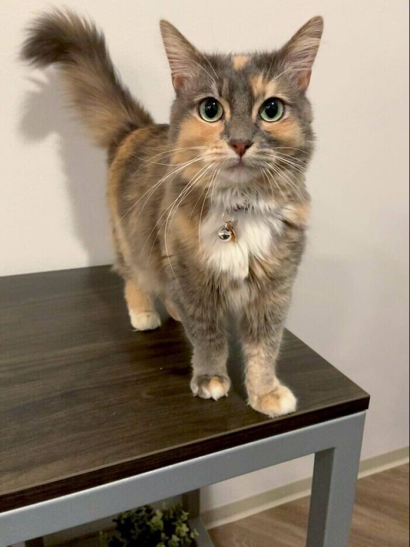 30 Pets that have recently found a new home and loving owners