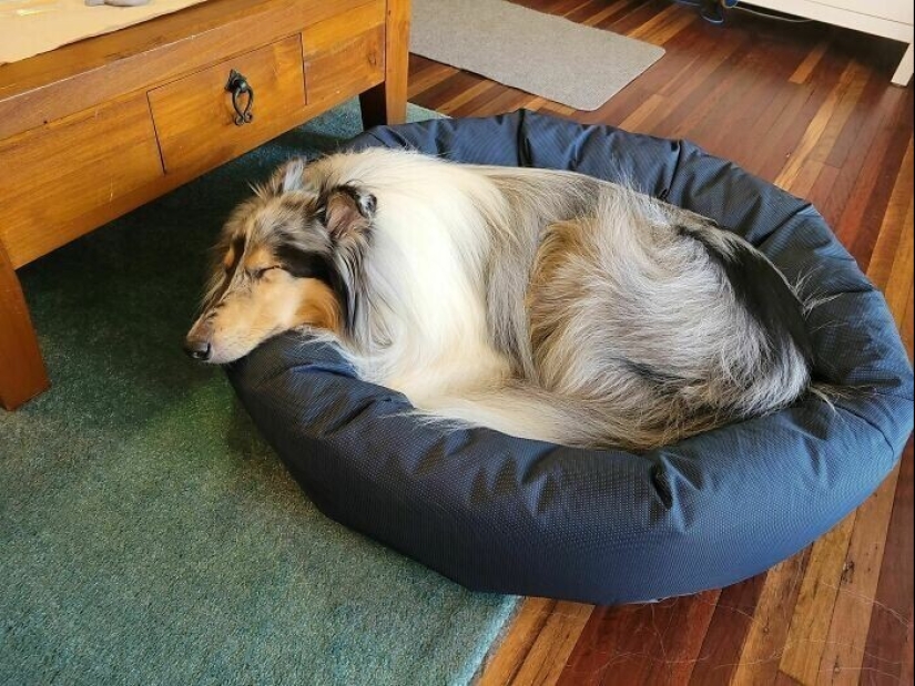 30 Pets that have recently found a new home and loving owners