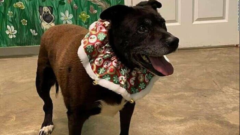 30 Pets that have recently found a new home and loving owners