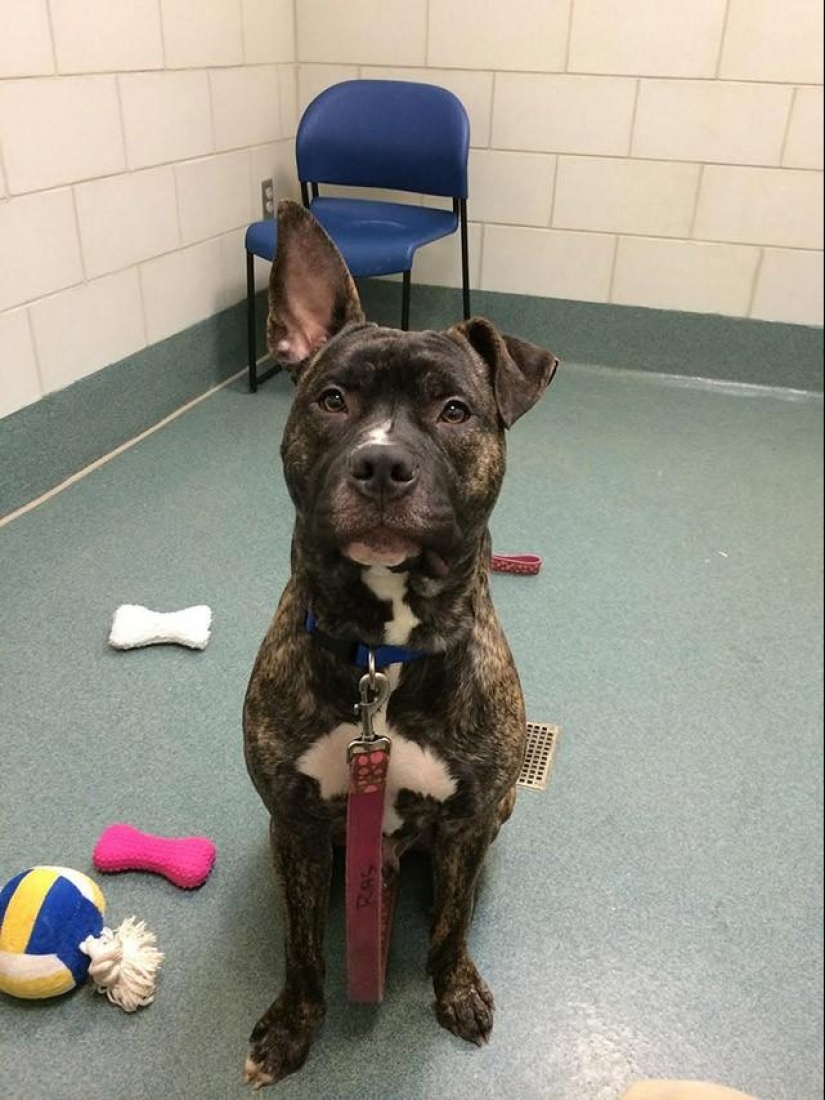 30 photos-evidence that puppies with one raised ear are 90% cuter than normal 30 photos-evidence that puppies with one raised ear are 90% cuter than normal