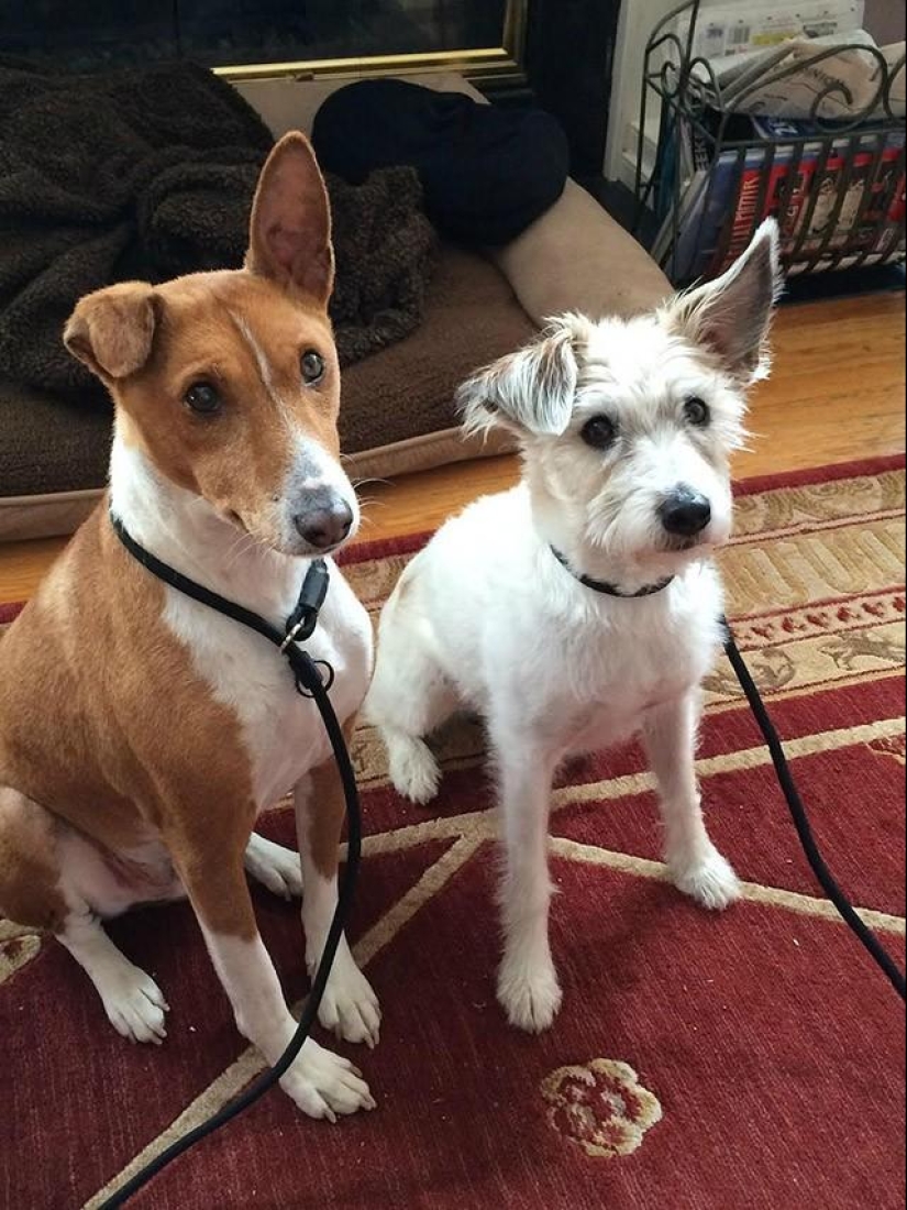 30 photos-evidence that puppies with one raised ear are 90% cuter than normal 30 photos-evidence that puppies with one raised ear are 90% cuter than normal