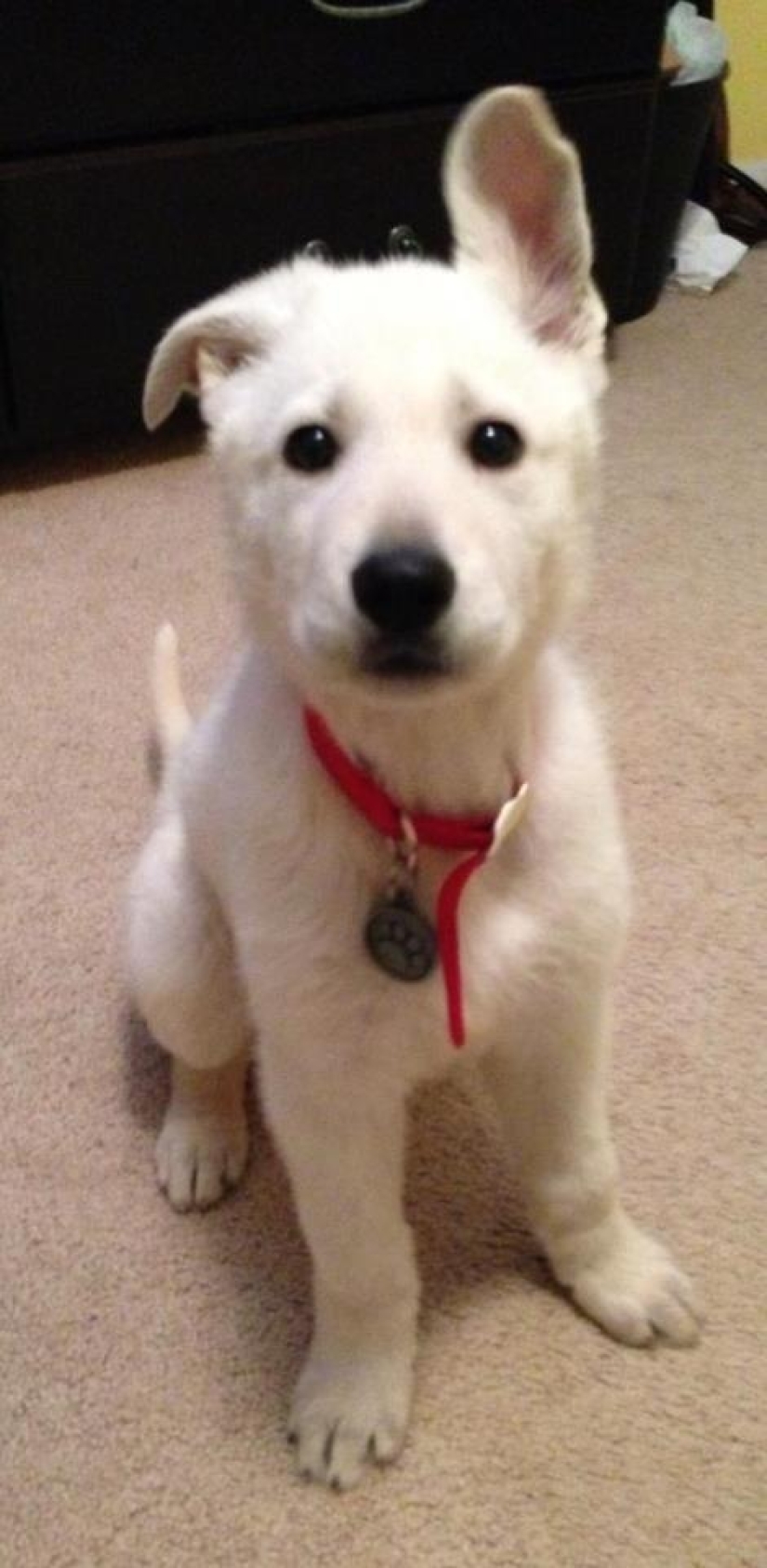 30 photos-evidence that puppies with one raised ear are 90% cuter than normal 30 photos-evidence that puppies with one raised ear are 90% cuter than normal