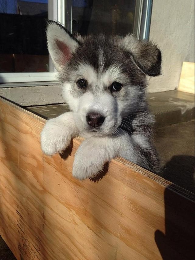 30 photos-evidence that puppies with one raised ear are 90% cuter than normal 30 photos-evidence that puppies with one raised ear are 90% cuter than normal