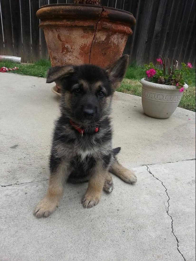 30 photos-evidence that puppies with one raised ear are 90% cuter than normal 30 photos-evidence that puppies with one raised ear are 90% cuter than normal