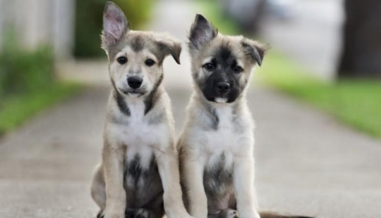 30 photos-evidence that puppies with one raised ear are 90% cuter than normal 30 photos-evidence that puppies with one raised ear are 90% cuter than normal