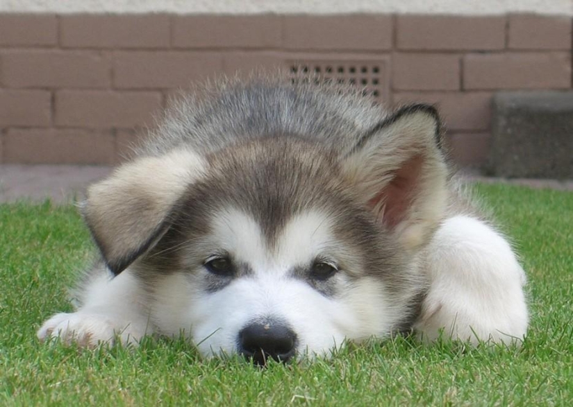 30 photos-evidence that puppies with one raised ear are 90% cuter than normal 30 photos-evidence that puppies with one raised ear are 90% cuter than normal