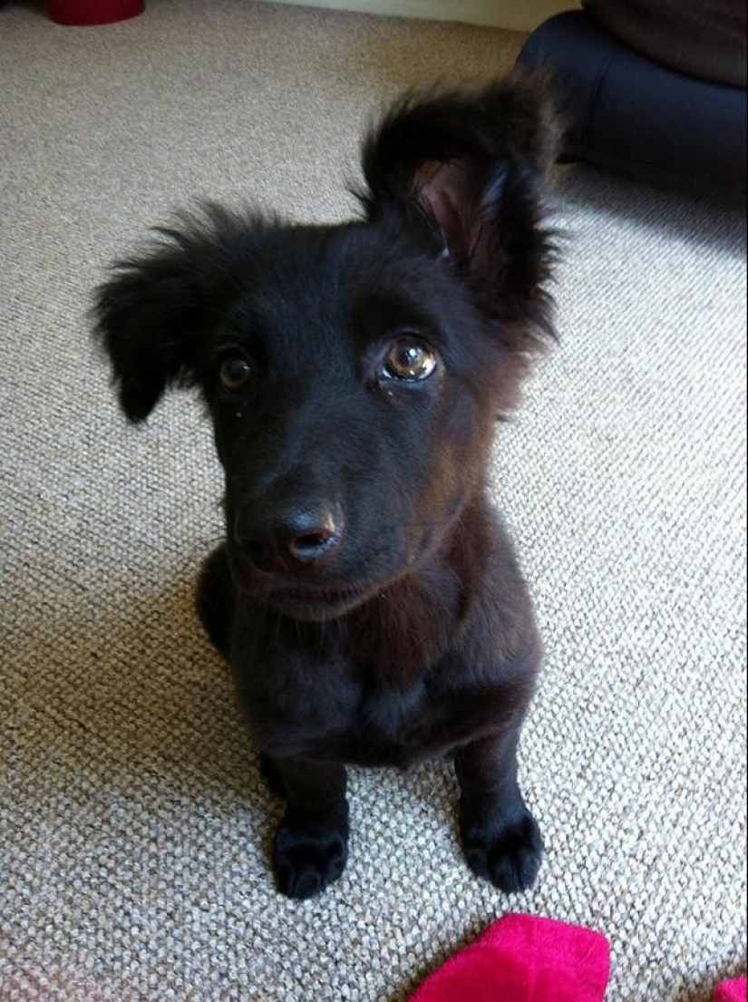 30 photos-evidence that puppies with one raised ear are 90% cuter than normal 30 photos-evidence that puppies with one raised ear are 90% cuter than normal