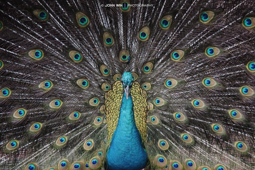 30 photos harmonious with perfect symmetry