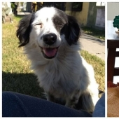 30 "purebred" dogs that really surprised their owners when they grew up 30 "purebred" dogs that really surprised their owners when they grew up