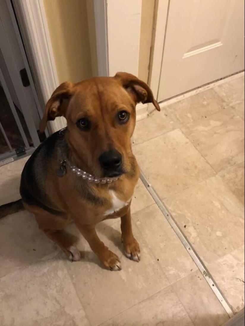 30 "purebred" dogs that really surprised their owners when they grew up