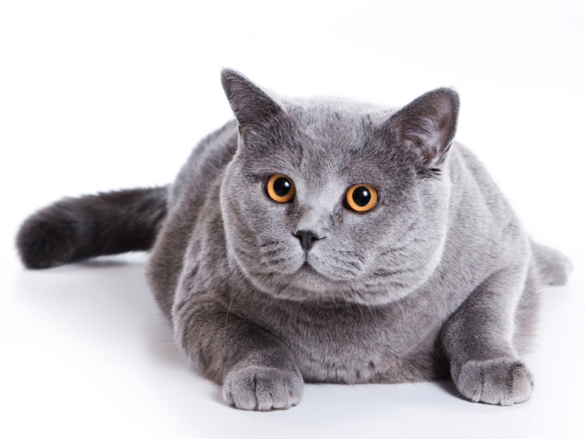 30 razones para cambiar a tu esposa por un gato