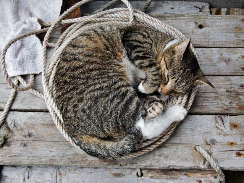 30 razones para cambiar a tu esposa por un gato