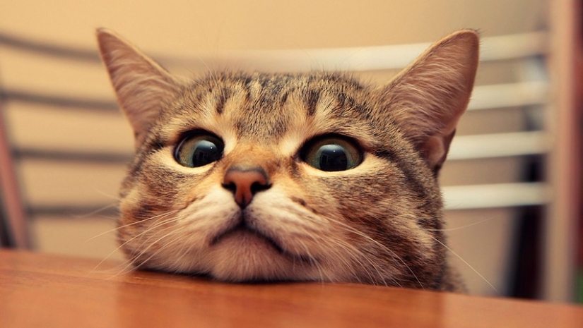 30 razones para cambiar a tu esposa por un gato