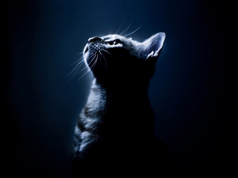 30 razones para cambiar a tu esposa por un gato