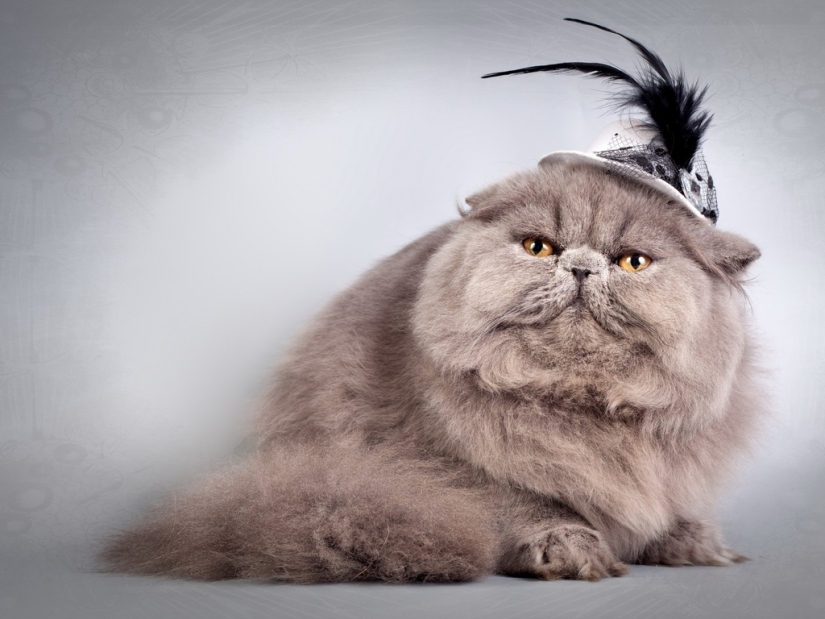 30 razones para cambiar a tu esposa por un gato