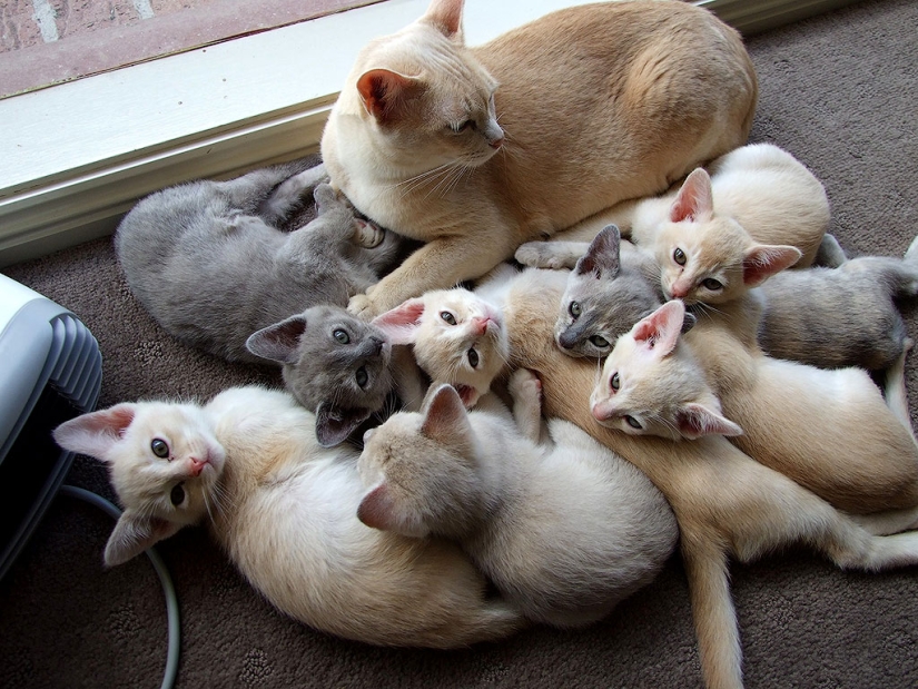 30 razones para cambiar a tu esposa por un gato