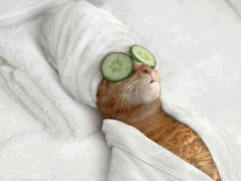 30 razones para cambiar a tu esposa por un gato