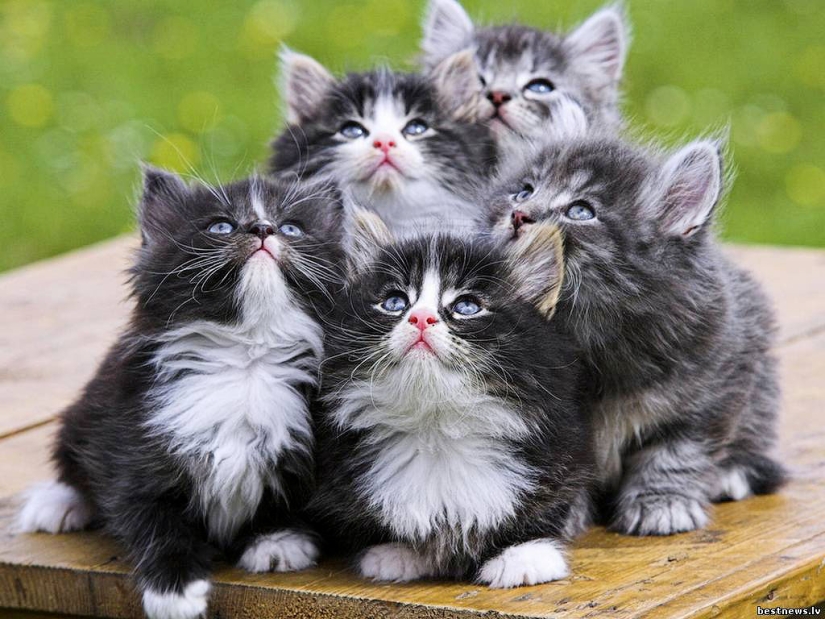30 razones para cambiar a tu esposa por un gato