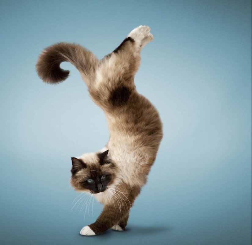 30 razones para cambiar a tu esposa por un gato