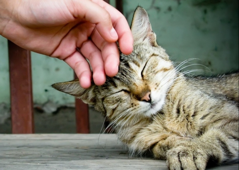 30 razones para cambiar a tu esposa por un gato