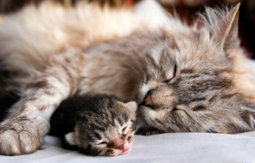 30 razones para cambiar a tu esposa por un gato