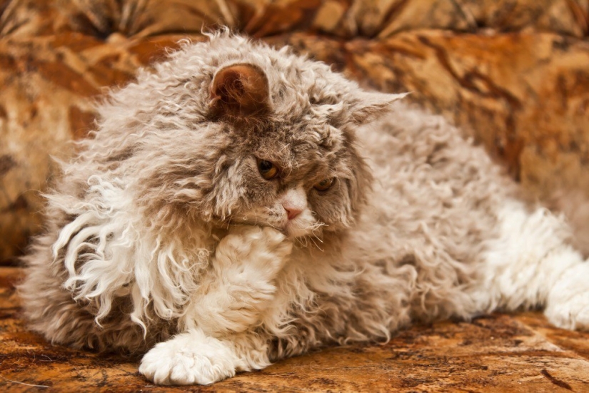 30 reasons to exchange your wife for a cat