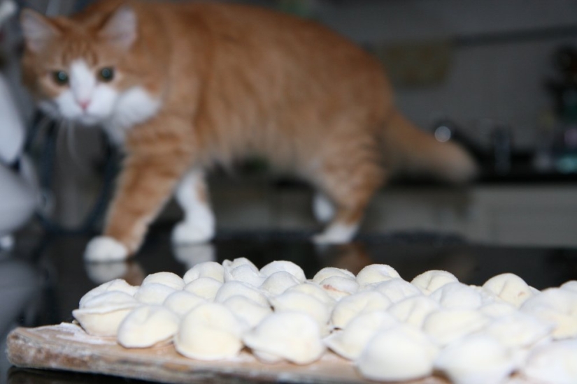 30 reasons to exchange your wife for a cat