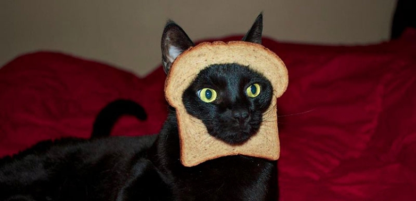 30 reasons to exchange your wife for a cat