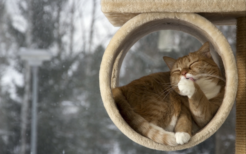 30 reasons to exchange your wife for a cat